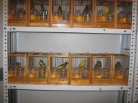 /album/canarinidacanto/img-1119-1-jpg/